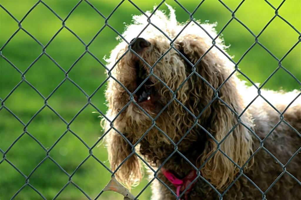 Big shaggy dog howling at kids on the other side of a chain link fence.